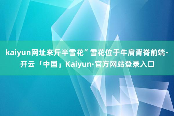 kaiyun网址来斤半雪花”雪花位于牛肩背脊前端-开云「中国