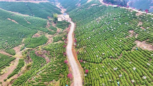 开云官方青梅树花期可捏续至3月底-开云「中国」Kaiyun·